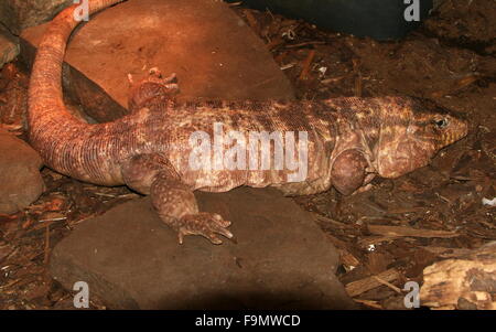 Weibliche argentinische rote Teju Rieseneidechse (Tupinambis saniert, Salvator saniert) Stockfoto