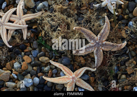 Gemeinsamen Seestern (Asterias Rubens) Toten Stockfoto