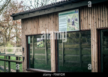 Howletts Zoo in der Nähe von Canterbury, Kent, UK. 17. Dezember 2015. Eine lange Tailed Macaque Monkey ist aus Howletts Zoo ausgebrochen In Kent Long Tailed Macaque Gehäuse im Howletts Wild Animal Park in Kent Credit: Duncan Penfold/Alamy Live-Nachrichten Stockfoto