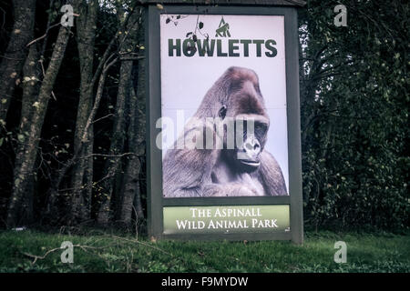 Howletts Zoo in der Nähe von Canterbury, Kent, UK. 17. Dezember 2015. Eine lange Tailed Macaque Monkey aus Howletts Zoo In Kent Credit geflohen: Duncan Penfold/Alamy Live-Nachrichten Stockfoto