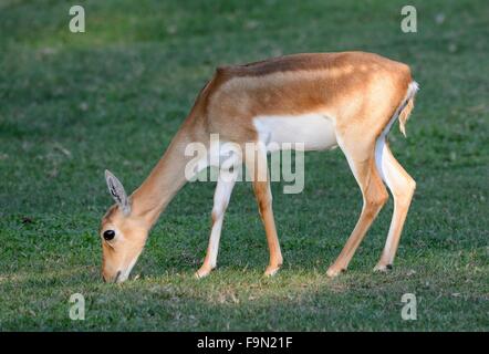 schöne weibliche Blackbuck (magische Cervicapra) auf Anhöhe Stockfoto