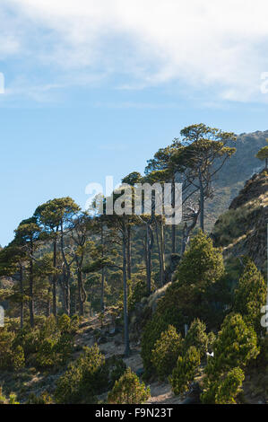 Sehr große und dünne Bäume am Hang des größten Berg Tajamulco in Guatemala Stockfoto