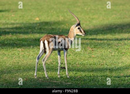 schöne männliche Thomson es Gazelle (Eudorcas Thomsonii) stehen in Thai Wald Stockfoto