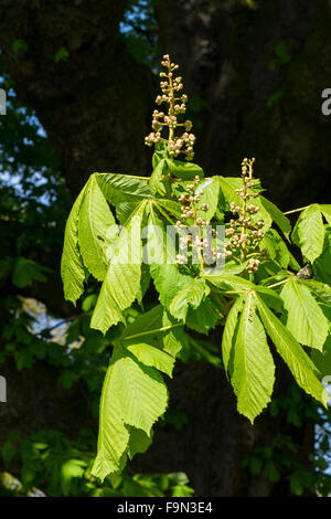Rosskastanie Baumblätter und Blüten Stockfoto