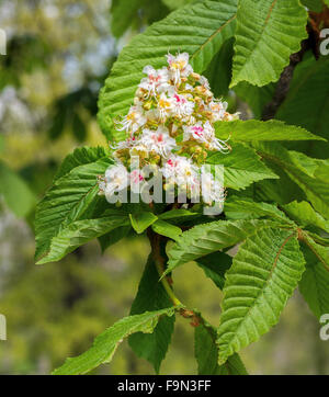 Rosskastanie Baumblätter und Blüten Stockfoto
