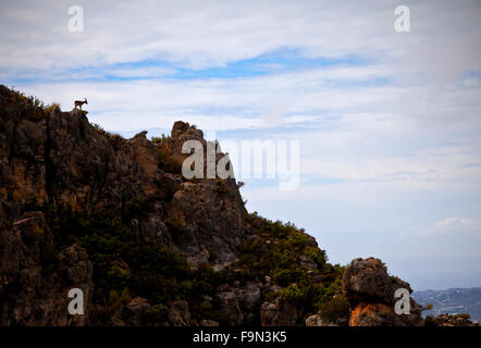 Steinbock in der Sierra de Almijara, in der Nähe von Nerja, Provinz Malaga, Andalusien, Spanien Stockfoto