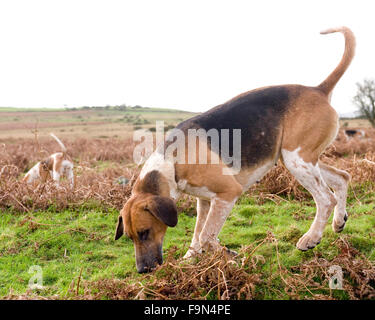 Foxhound auf die Jagd Stockfoto