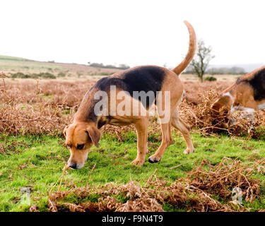 Foxhound Stockfoto