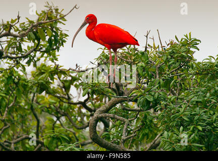 Scarlet ibis Stockfoto