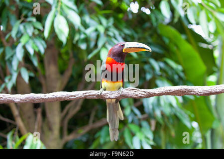 Elfenbein-billed aracari Stockfoto