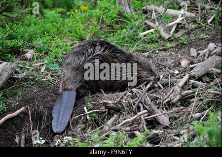 Eurasische Biber / europäische Biber (Castor Fiber) auf dem Land sammeln Äste und Zweige für Essen und dam / lodge Gebäude Stockfoto