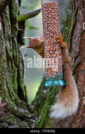 Eurasisches Rothörnchen (Sciurus vulgaris) raidiert Gartenvogelfutter mit Erdnüssen im Baum Stockfoto