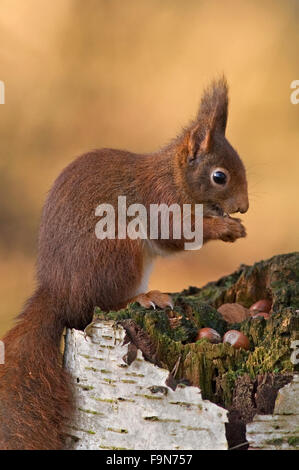 Eurasische Eichhörnchen (Sciurus Vulgaris) im Wintermantel mit großen Ohr Tufts auf Baumstumpf Verzehr von Nüssen in Wald Stockfoto