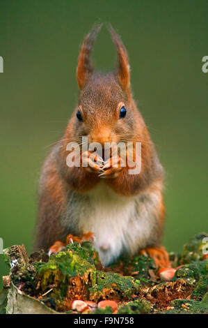 Eurasische rote Eichhörnchen (Sciurus Vulgaris) männlichen im Wintermantel mit großen Ohr Tufts auf Baumstumpf Verzehr von Nüssen in Wald Stockfoto