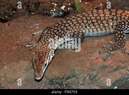 Australische Black leitete Monitor (Varanus Tristis) a.k.a.  Schwarz angebundene Monitor oder Freckled Monitor. Stockfoto