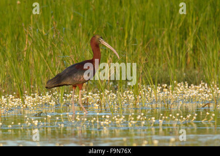 Sichler im Frühling Stockfoto