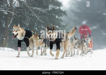 Rennen der Entwurf Hunde, Vorderansicht auf sechs sibirischen Huskys beim Rennen im winter Stockfoto