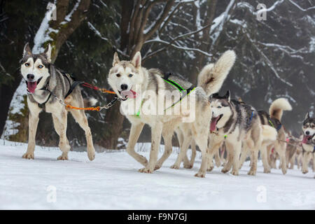Rennen der Entwurf Hunde, Vorderansicht auf sechs sibirischen Huskys beim Rennen im winter Stockfoto