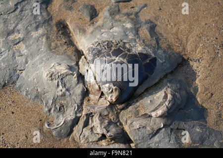 Überreste einer versteinerten Oyster Shell. Am Küstenstrand Stockfoto