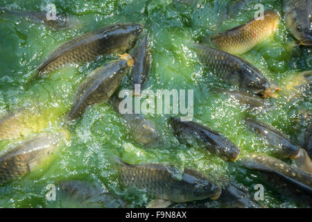 Jagd, grüne Flusswasser Untiefe, Karpfen Stockfoto