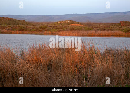 WASHINGTON - Sunrise entlang Schilf bedeckt Ufer eines kleinen Teiches neben Quincy See im Erholungsgebiet Quincy Tier-und Pflanzenwelt. Stockfoto