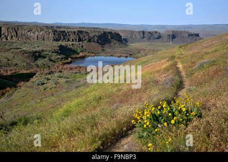 WA12355-00... WASHINGTON - kleine Schlagloch unterhalb der Weg zu den alten Seen der Quincy Wildlife Recreation Area. Stockfoto