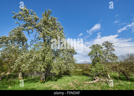 Eine traditionelle, organische alte Birne und Apfel Obstgarten im Frühjahr blühen im Wiston Park, West Sussex Stockfoto