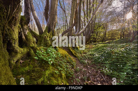 Eine Bank bemoosten alten Wald Hecke im Frühling mit Hainbuche und Buschwindröschen Stockfoto