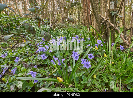 Gemeinsamen Hund violett und anderen Wildblumen bilden die Vegetation von einem Laubwald in der Weald von Sussex Stockfoto