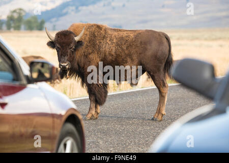 Bison, stehend in der Mitte der Straße, Verkehr, mit seitlichem Blick auf zwei Autos im Yellowstone-Nationalpark, Wyoming blockiert. Stockfoto