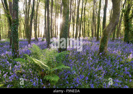 Sonnenlicht scheint zwischen den Bäumen und Leuchten die Glockenblumen auf dem Waldboden. Stockfoto