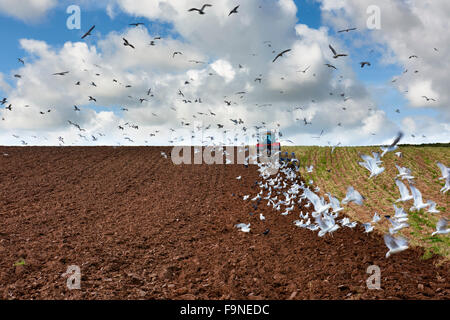 Pflügen der Felder mit Möwen verfolgt und unter den neu ausgegrabenen Boden füttern. Stockfoto