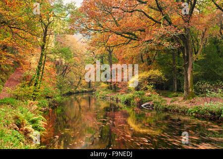 Herbstliche Wälder an den Ufern des River Teign nahe Fingle Bridge, Drewsteignston, Dartmoor Nationalpark Stockfoto