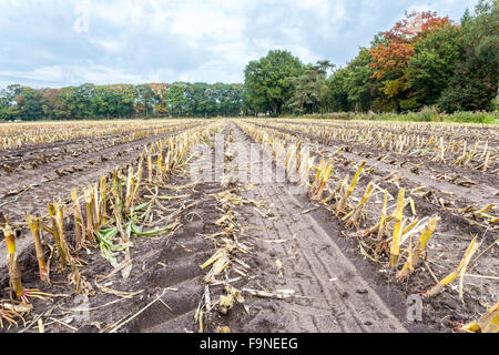 Feld mit Reihen von Mais Stoppeln nach der Ernte im Herbst Stockfoto