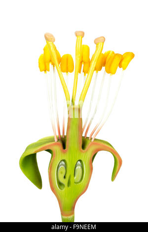 Längsschnitt der Blume Modell mit Staubgefäße und Stempel isoliert auf weißem Hintergrund Stockfoto
