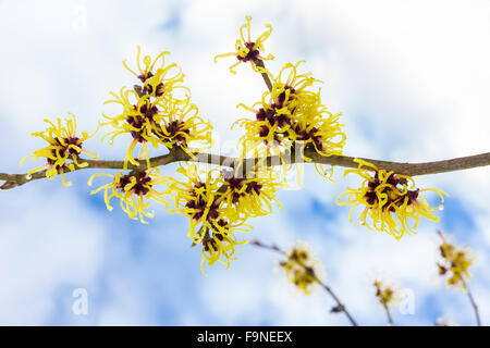 Hazel Strauch oder Hamamelis Mollis mit gelben Blüten Wolken und blauer Himmel Stockfoto