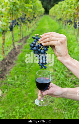 Zwei Hände halten blaue Weintraube und Glas mit Rotwein Stockfoto