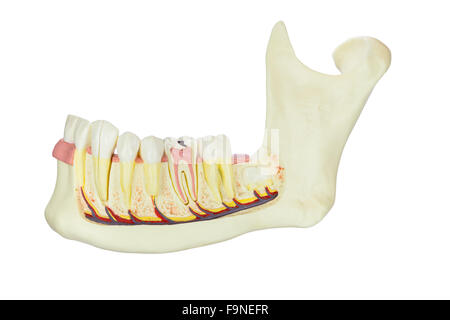 Modell menschliche Kiefer mit Zähnen, die isoliert auf weißem Hintergrund Stockfoto
