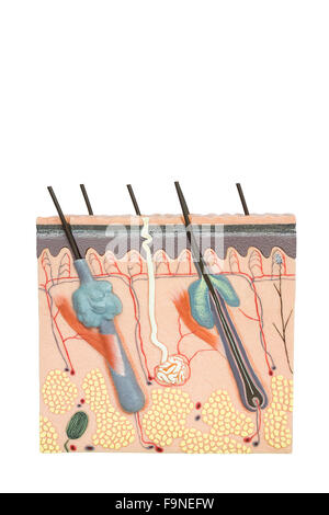 Künstlichen Modell menschlicher Hautgewebe isoliert auf weißem Hintergrund Stockfoto