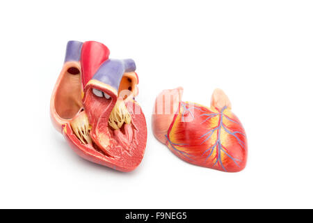 Offenes Modell des menschlichen Herzens zeigen Innenkonstruktion isoliert auf weißem Hintergrund Stockfoto
