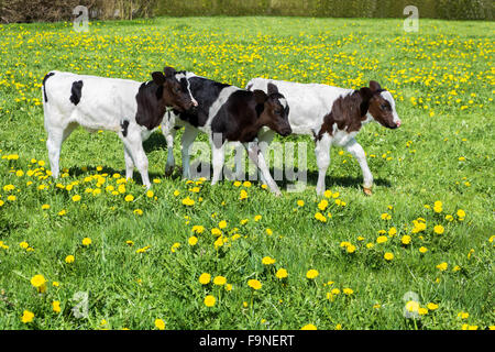 Drei schwarze weiße Kälber laufen auf grüner Wiese mit Löwenzahn Stockfoto