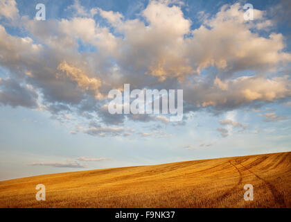 Schönere Sonnenuntergang Wolken geerntet frisch Weizenfeld Stockfoto