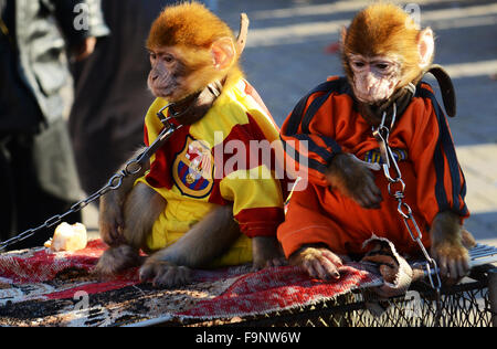 Zwei niedliche Barbary Macaque Affen verkleidet mit Stockfoto