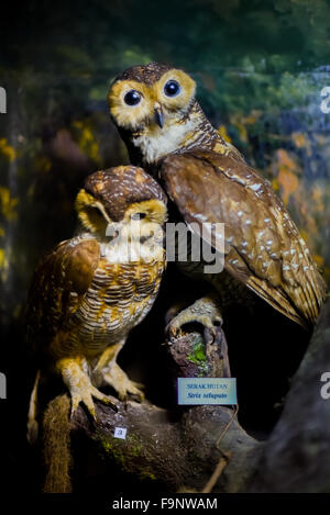 Gefleckte Holzeulen (Strix seloputo) im Zoologiemuseum in Bogor, West Java, Indonesien. Stockfoto