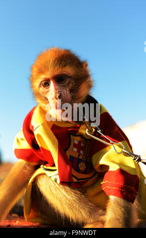 Zwei niedliche Barbary Macaque Affen verkleidet mit Stockfoto