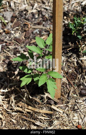 Wachsenden Tomaten Setzlinge in den Boden Stockfoto