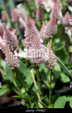 Ptilotus Exaltus var Exaltatus oder bekannt als Pink Mulla Mulla Stockfoto