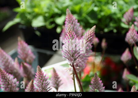 Ptilotus Exaltus var Exaltatus oder bekannt als Pink Mulla Mulla Stockfoto