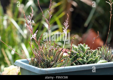 Blühende Haworthia Attenuata und Tiger Kiefer Sukkulente - Faucaria Stockfoto