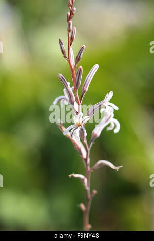 Makroaufnahme der Blüte Haworthia attenuata Stockfoto